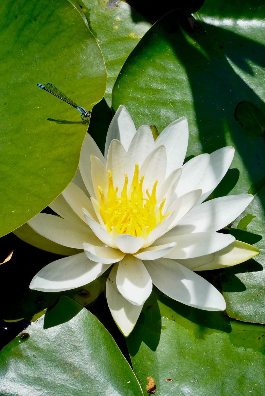 Nenúfar blanco con una libélula diminuta, uno de los detalles que África fue cazando con la cámara.
