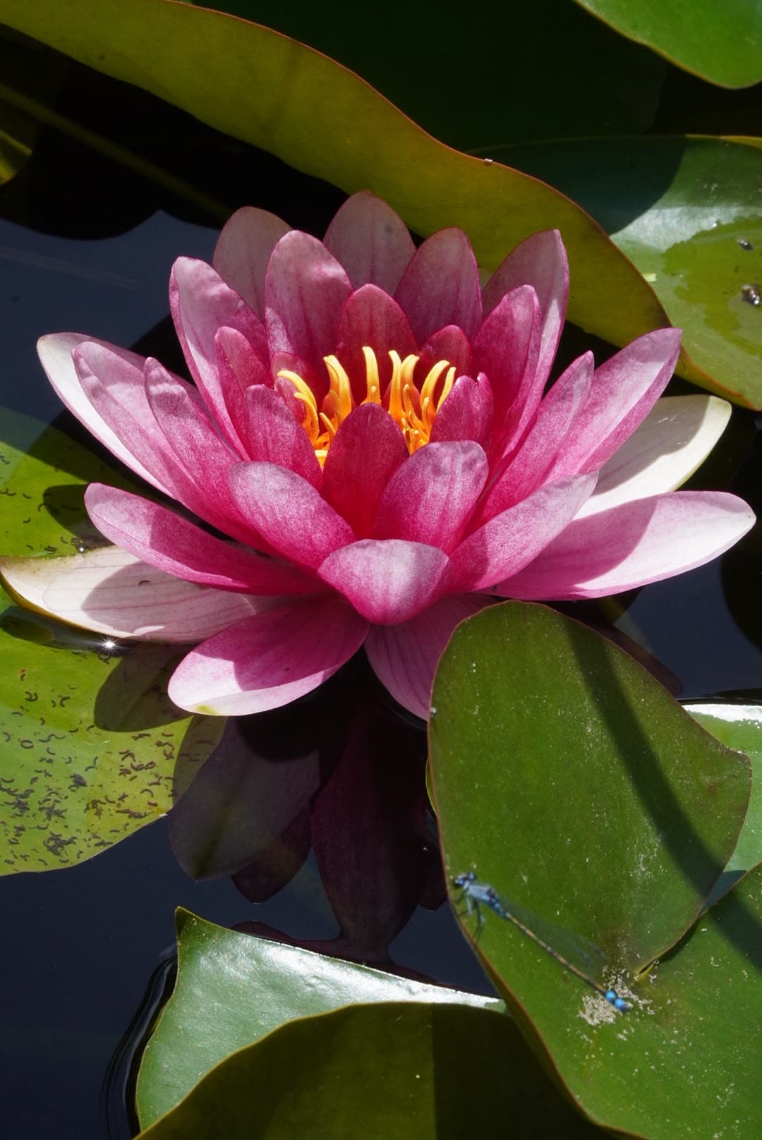 Nenúfar rosa y libélula azul, delicadeza absoluta en medio del calor.
