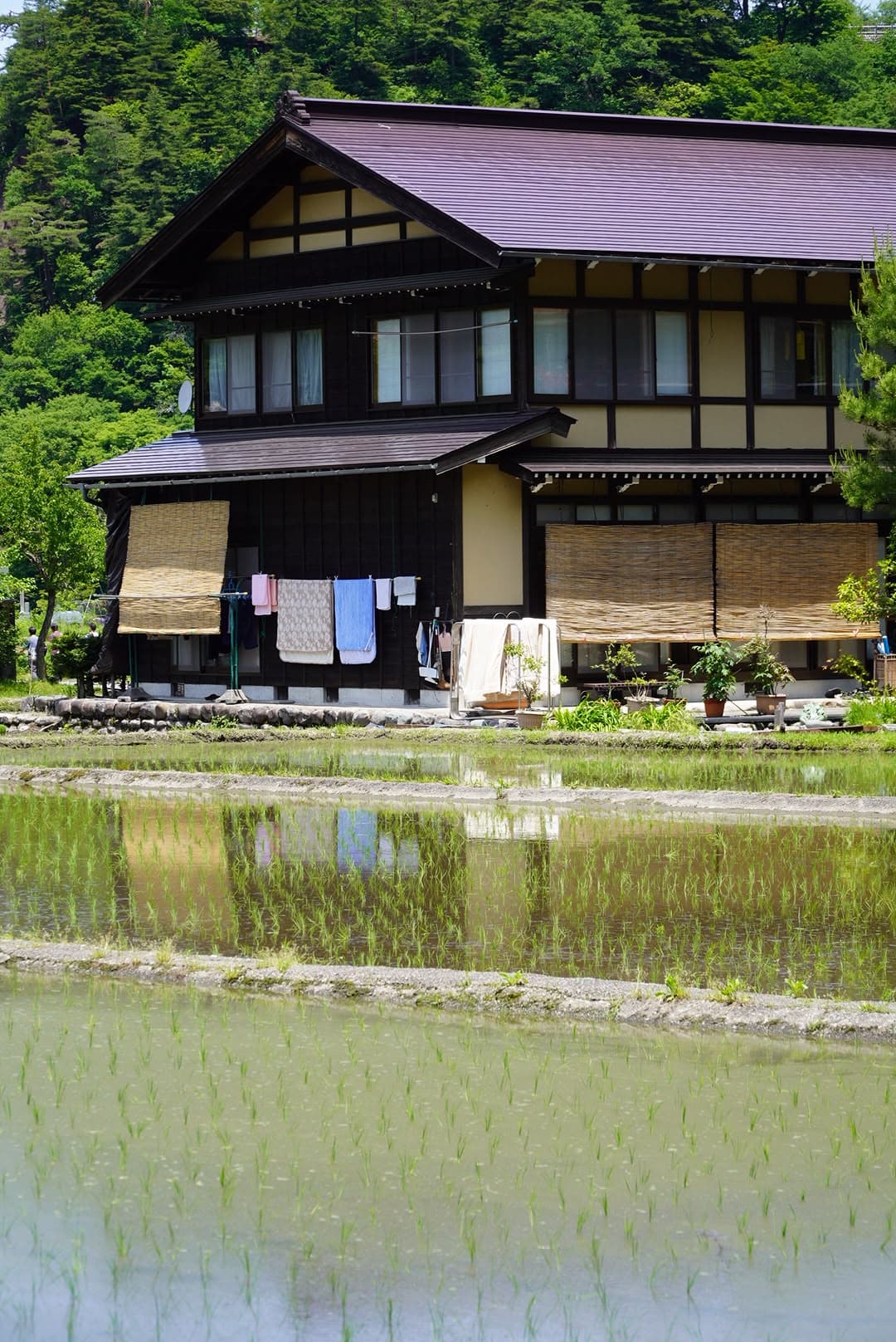 Una casa tradicional junto al arrozal, con el verde de los Alpes japoneses detrás.