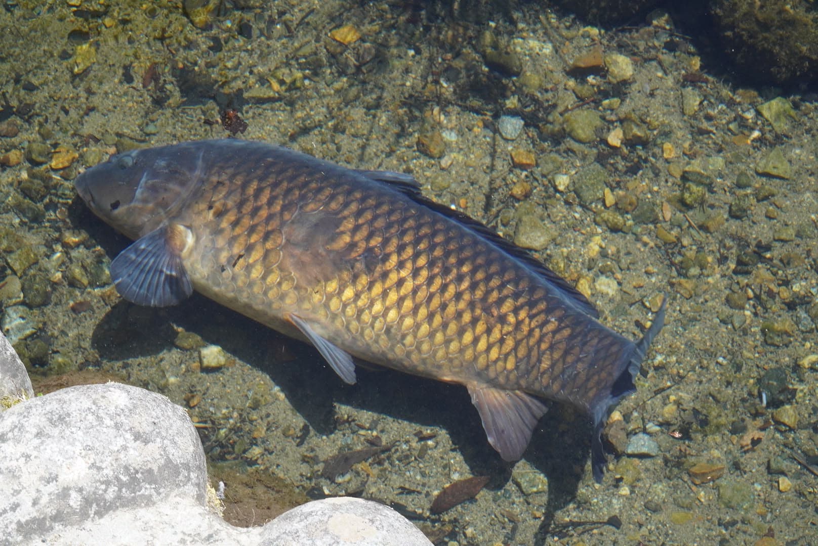 Otra carpa dorada cruzando despacio el agua transparente.