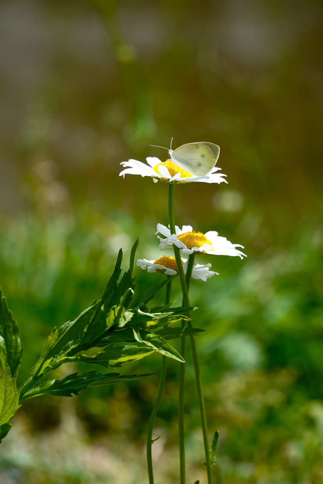Una mariposa posada sobre las flores blancas de Shirakawa-go.