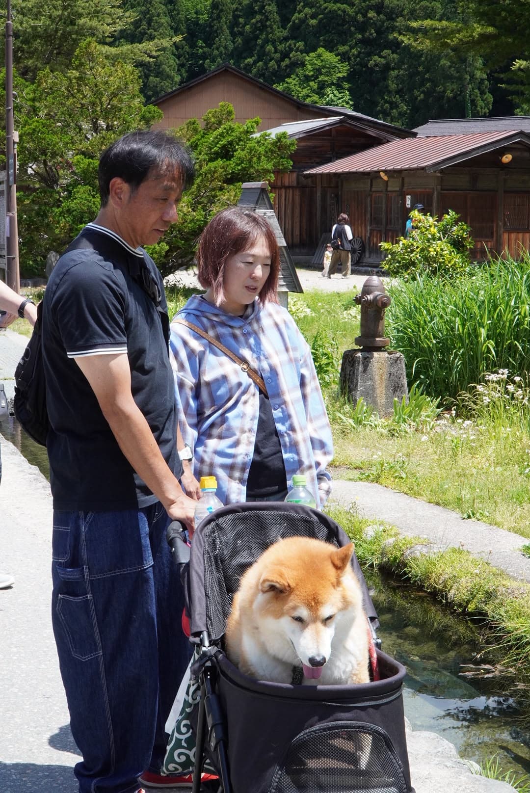 Escena cotidiana en Shirakawa-go, con perro en carrito incluido.